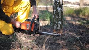 Best Tree Disease Treatment  in El Jon, CA