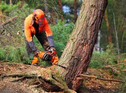 Best Tree Trimming and Pruning  in El Jon, CA