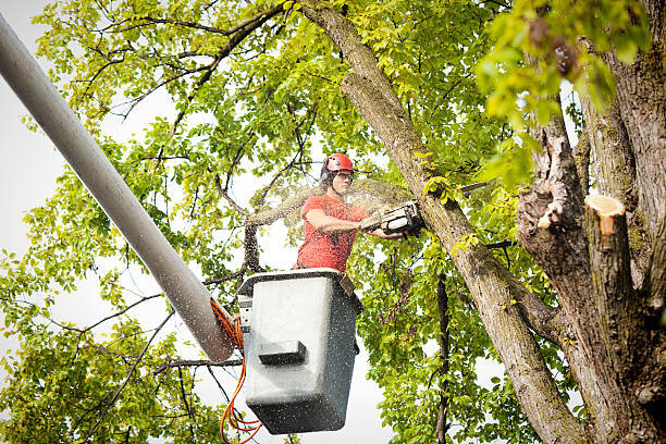 Best Tree Removal  in El Jon, CA