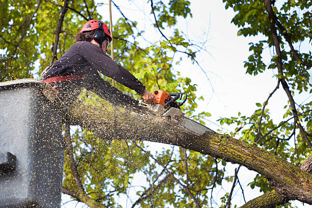 Best Leaf Removal  in El Jon, CA