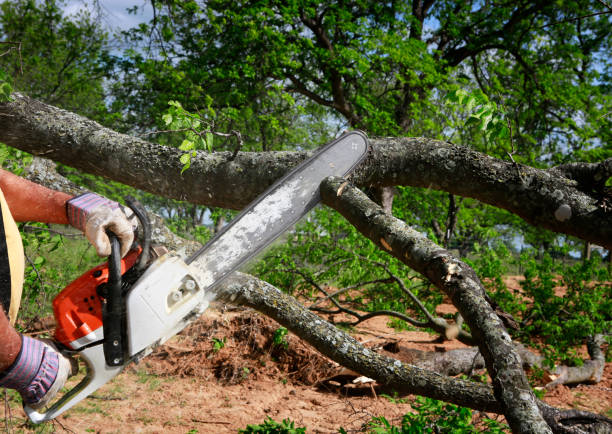 Professional Tree Services in El Cajon, CA
